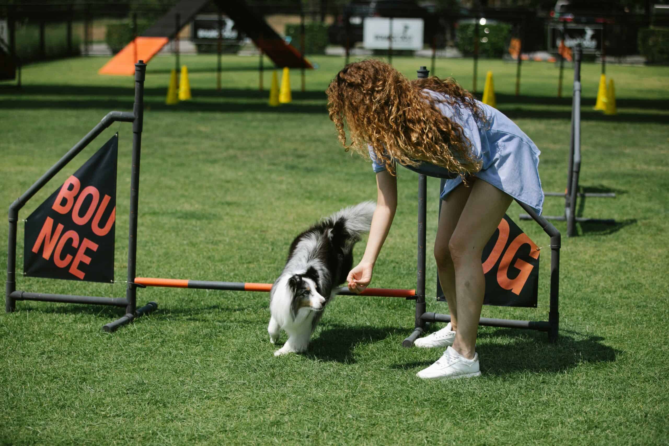 psí agility