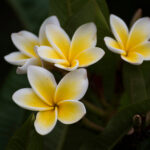 frangipani7