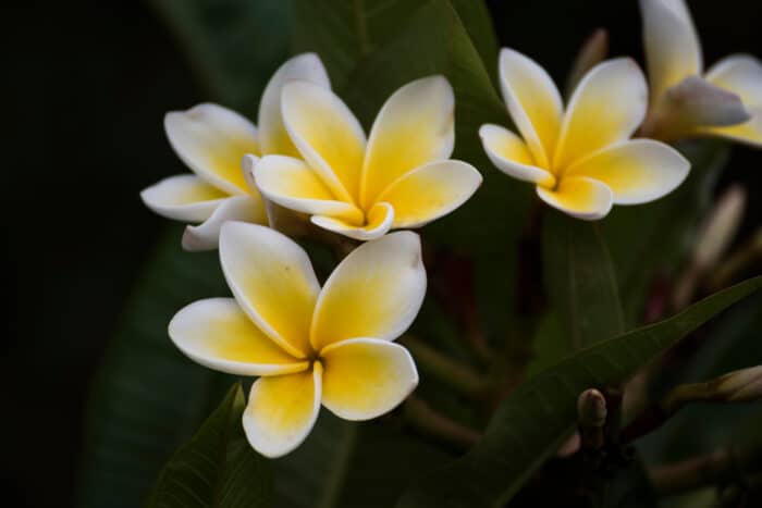 frangipani7