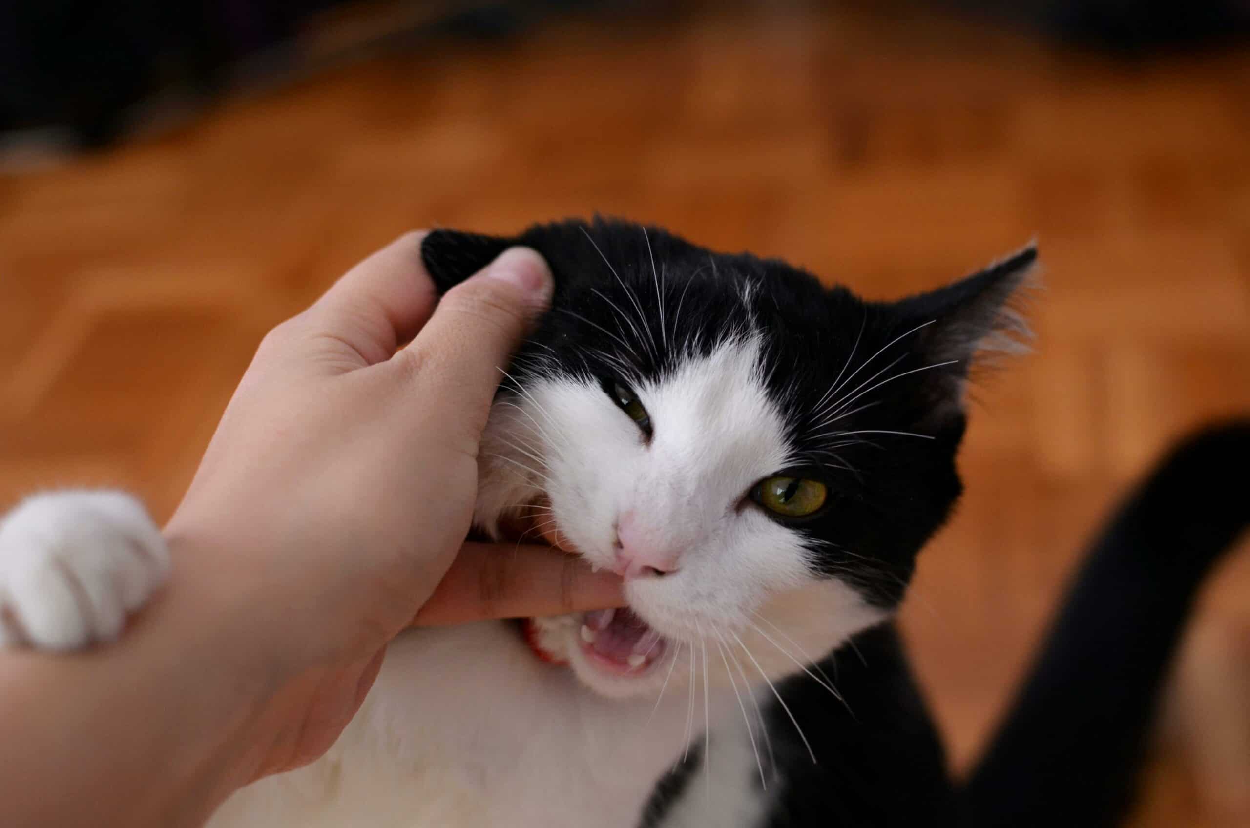 Péče o zuby