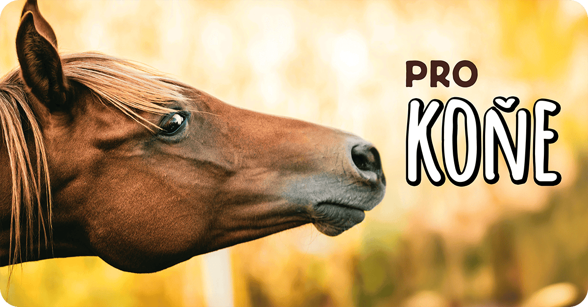 Kategorie koně