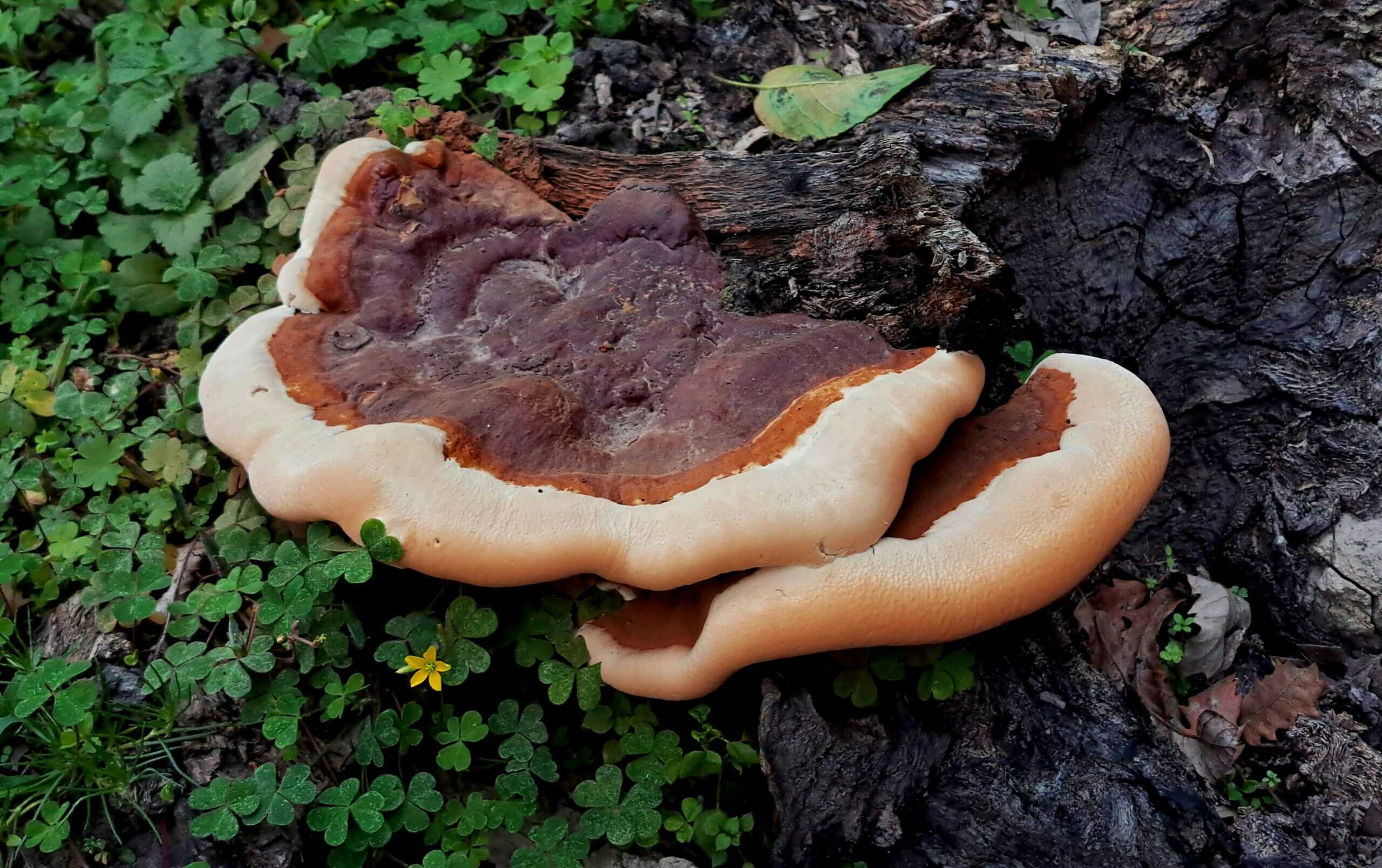reishi