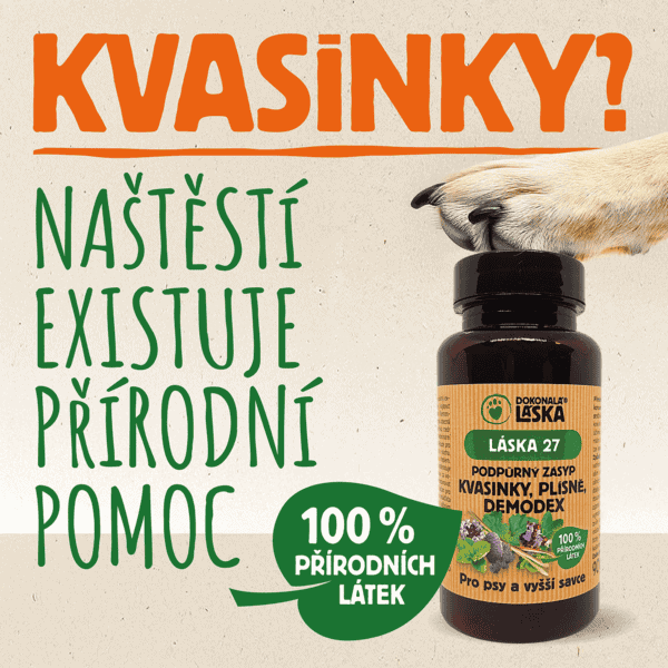 Kvasinky