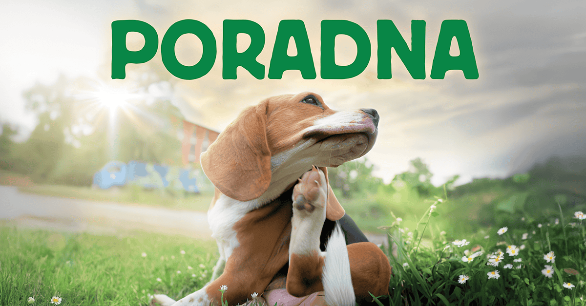 Poradna alergie