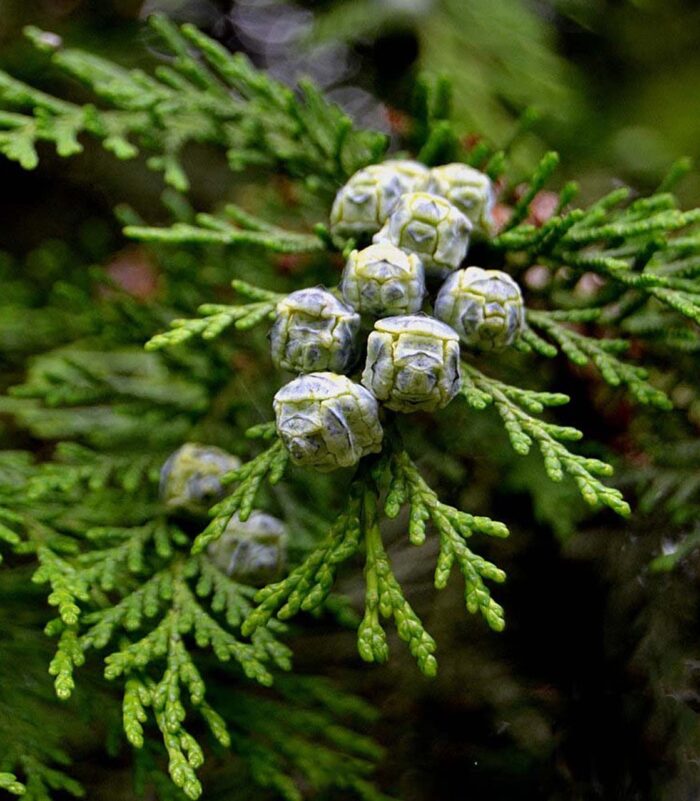 cypressus